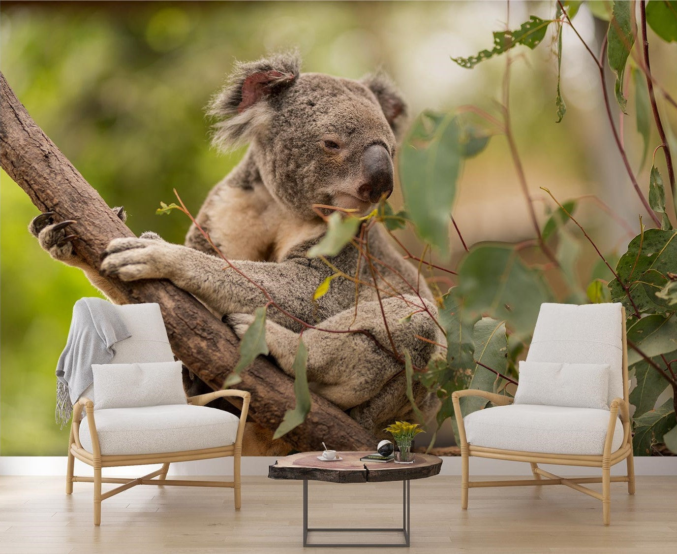 Koala Photo Wallpaper image 0