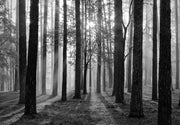 Forest sunrise in black and white wall mural image 1