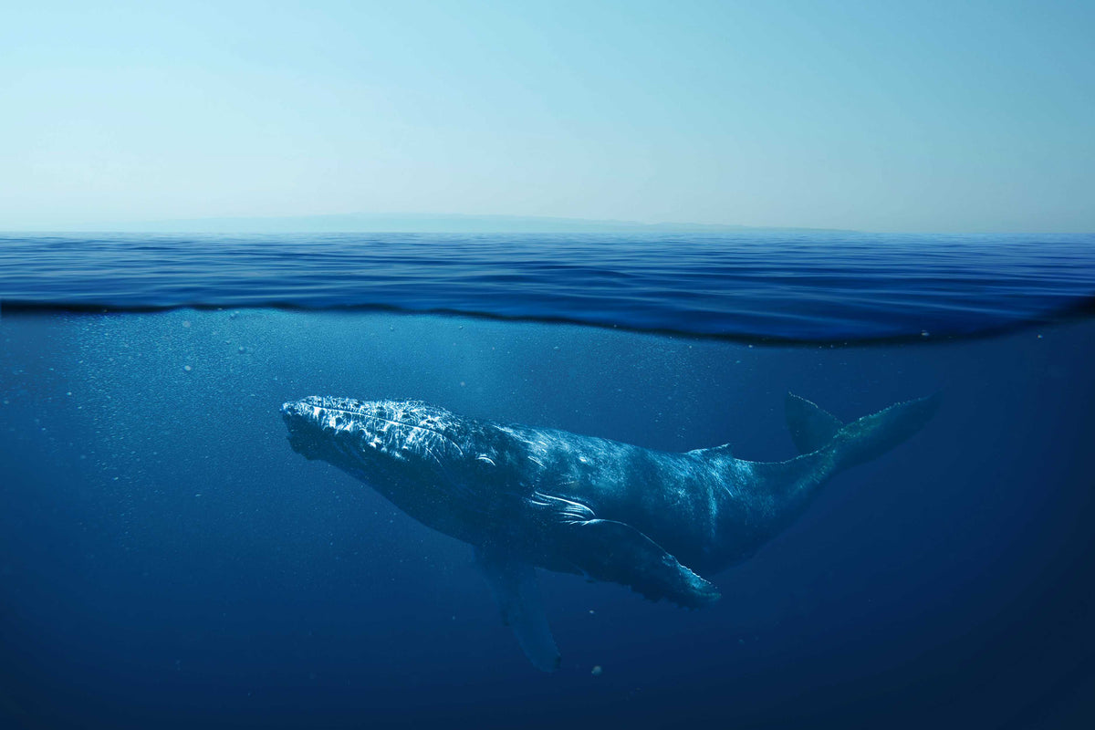 Whale Wall Mural image 1