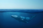 Whale Wall Mural image 1