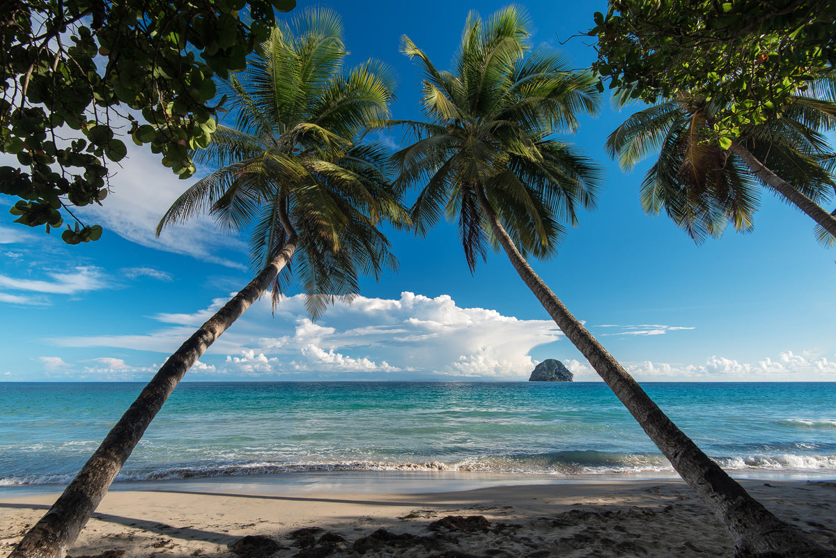 Palm trees wall mural image 1