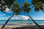 Palm trees wall mural image 1