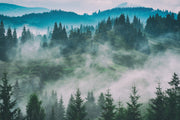 Misty Woodland Wall Mural image 1