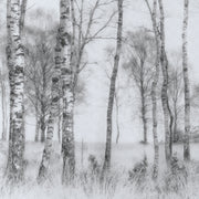 Square wall mural Black And White image 3