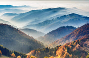 Forest Landscape wall mural image 2