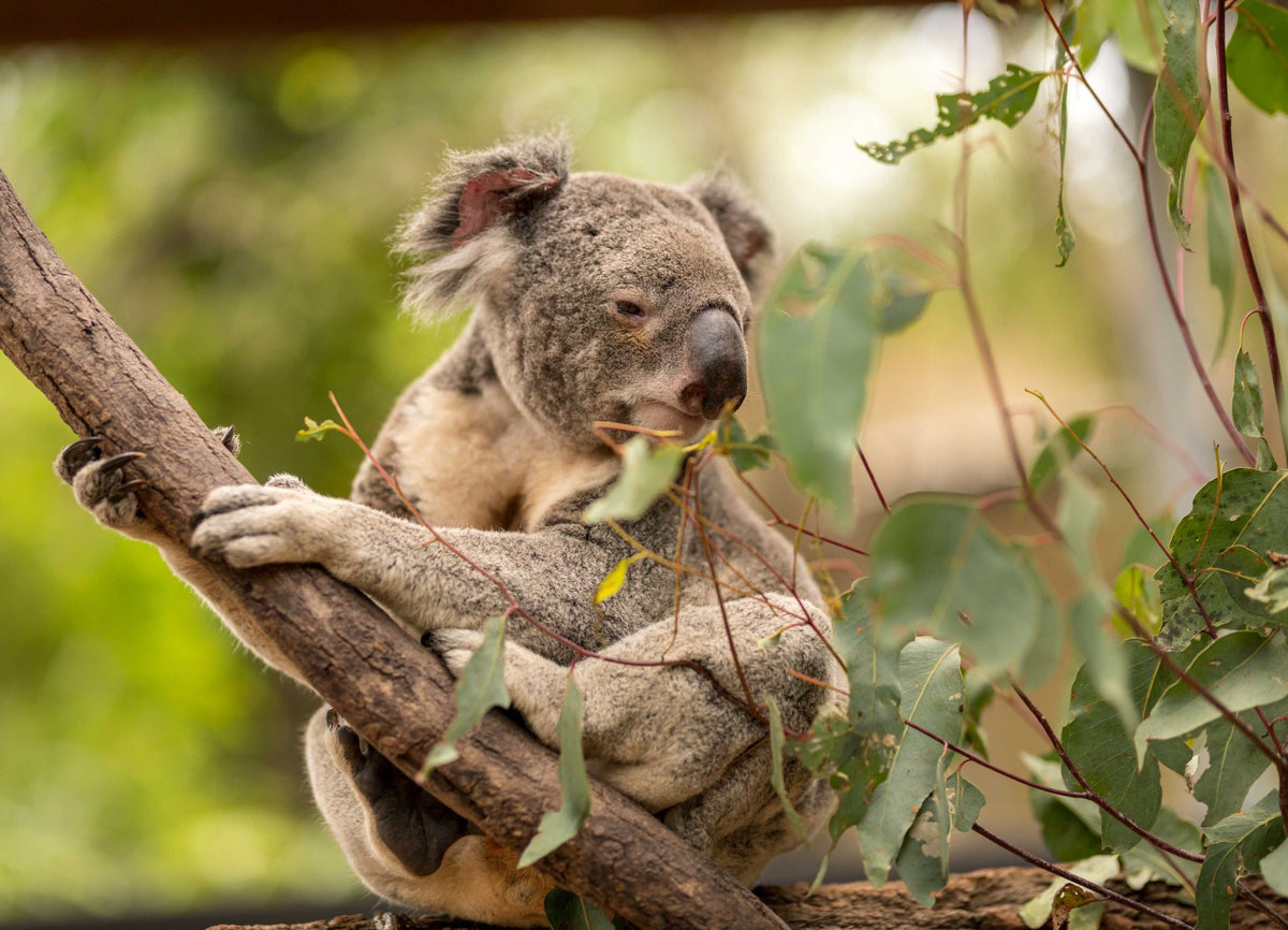 Koala Photo Wallpaper image 1
