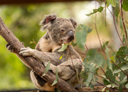 Koala Photo Wallpaper image 1