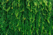 Green Vine Photo Wallpaper image 1