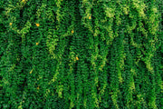 Green Vine Door Covering image 1