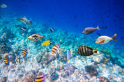 Tropical Fish Wall Mural image 1