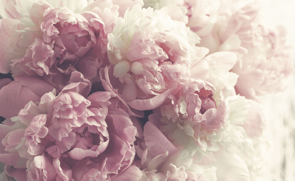 Blush Peony Wall Mural – Soft Pink and Ivory Floral Wallpaper for Romantic and Elegant Interiors.