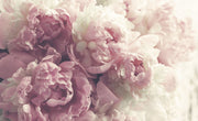 Blush Peony Wall Mural – Soft Pink and Ivory Floral Wallpaper for Romantic and Elegant Interiors.