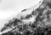 Misty forest wall mural image, black and white