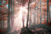Forest autumn sunset wall mural image 1