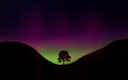 Sycamore Gap Tree Wall Mural image 1
