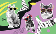 Retro pop art wall mural featuring black-and-white cats wearing colorful sunglasses, with a vibrant mix of geometric patterns, newspaper clippings, and bold colors.