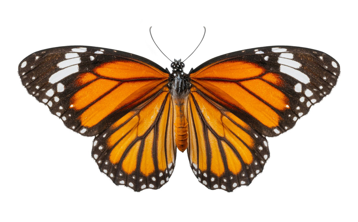 Butterfly Photo Wallpaper image 1