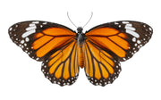 Butterfly Photo Wallpaper image 1