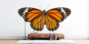 Butterfly Photo Wallpaper image 0