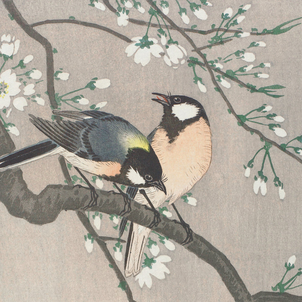 Birds on a cherry branch square wall mural - Mural Wonder