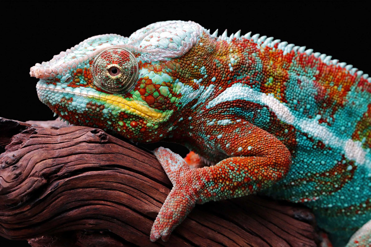 Chameleon Photo Wallpaper image 1