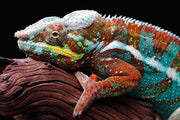 Chameleon Photo Wallpaper image 1
