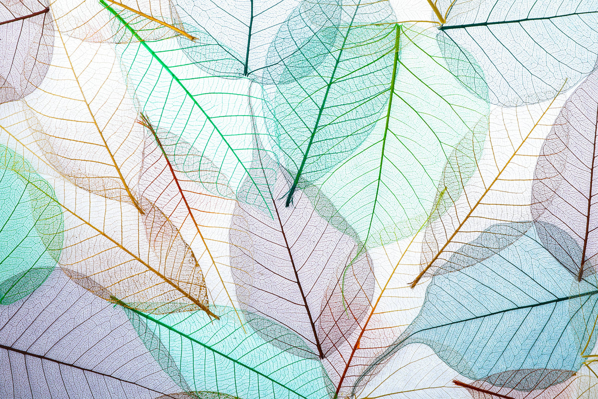 Transparent Leaves Wallpaper Mural image 1