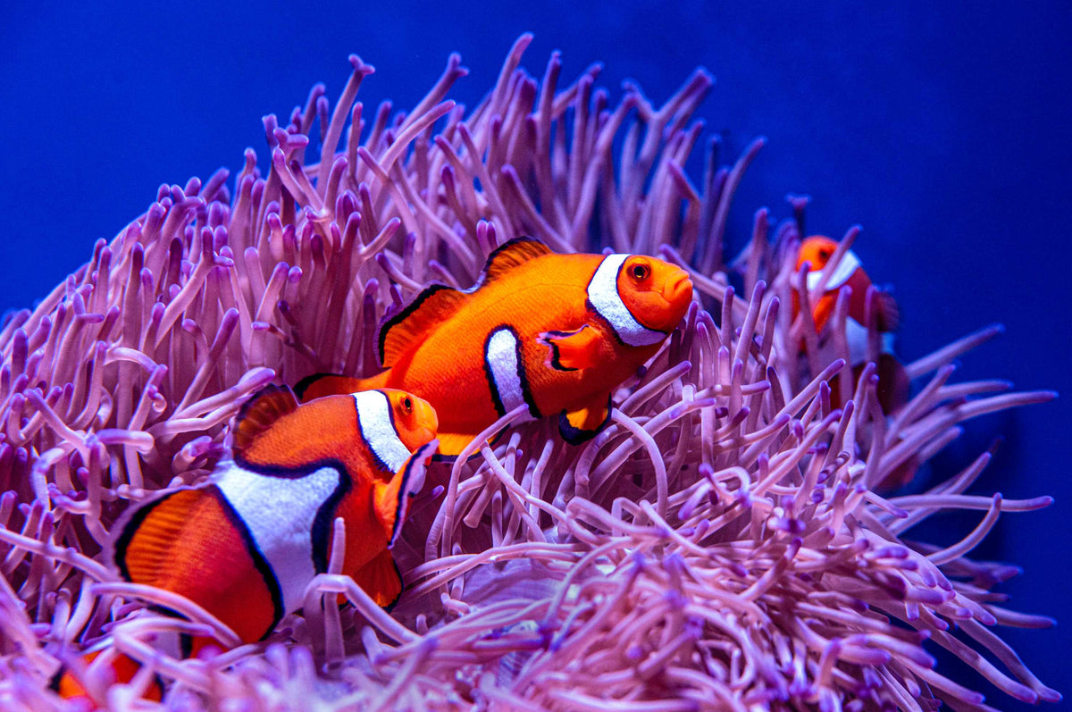 Clownfish Wall Mural image 1