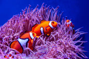 Clownfish Wall Mural image 1