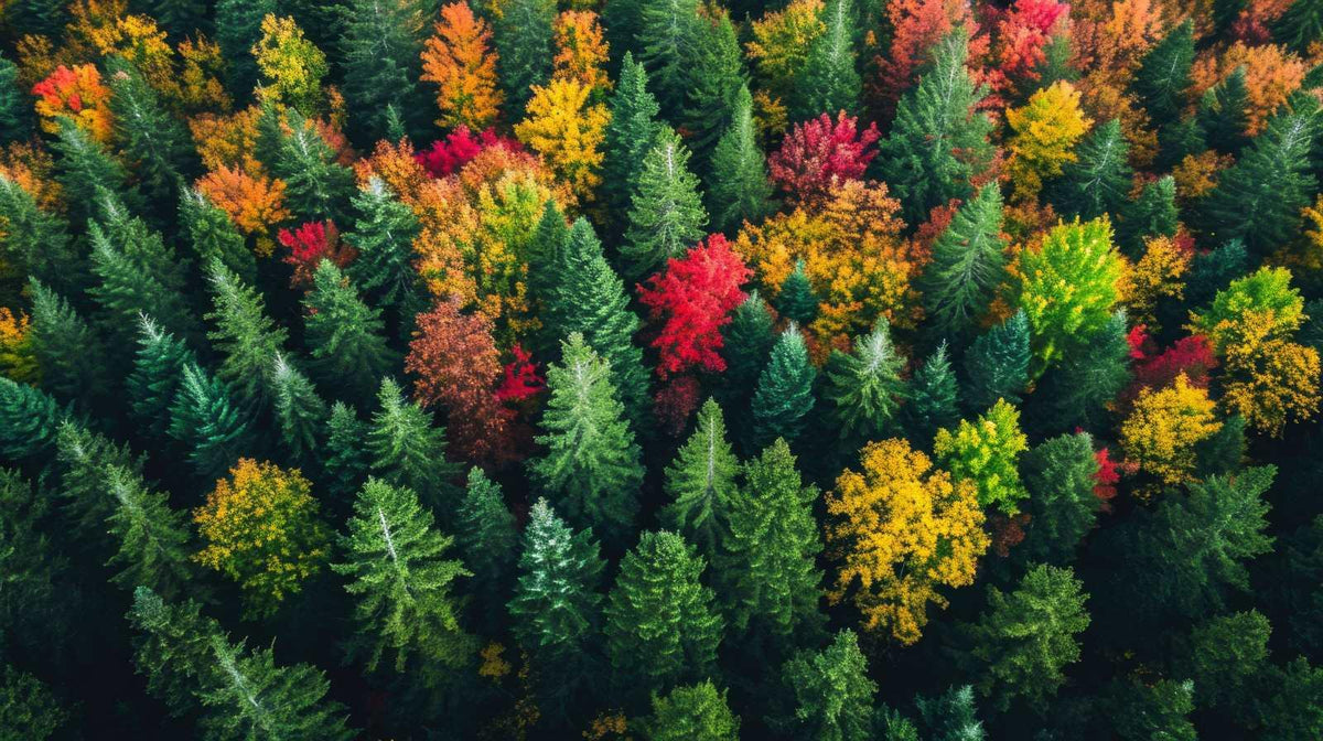 Forest Aerial View Wallpaper Mural image 1