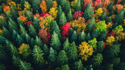 Forest Aerial View Wallpaper Mural image 1