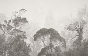 Grayscale misty forest wall mural featuring soft light filtering through trees, creating a serene and tranquil atmosphere for modern and minimalist interiors.